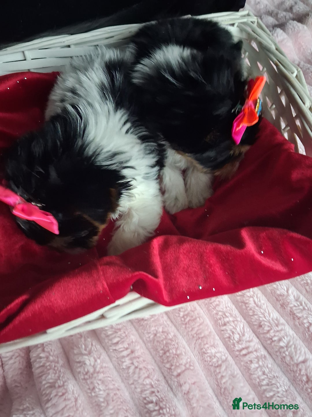 Biewer Terrier dogs for sale: Beautiful 2 mini girls - Advert 4