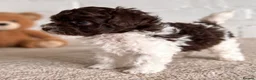 Toy Poodle dogs for sale: 🤎🍫 Exceptional Asian Teddy Bears 🧸🤎 - Advert 34