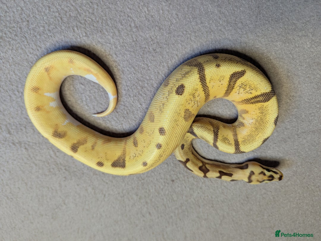 Python Snake reptiles for sale: 2025 Royal Python Hatchlings  - Image 8