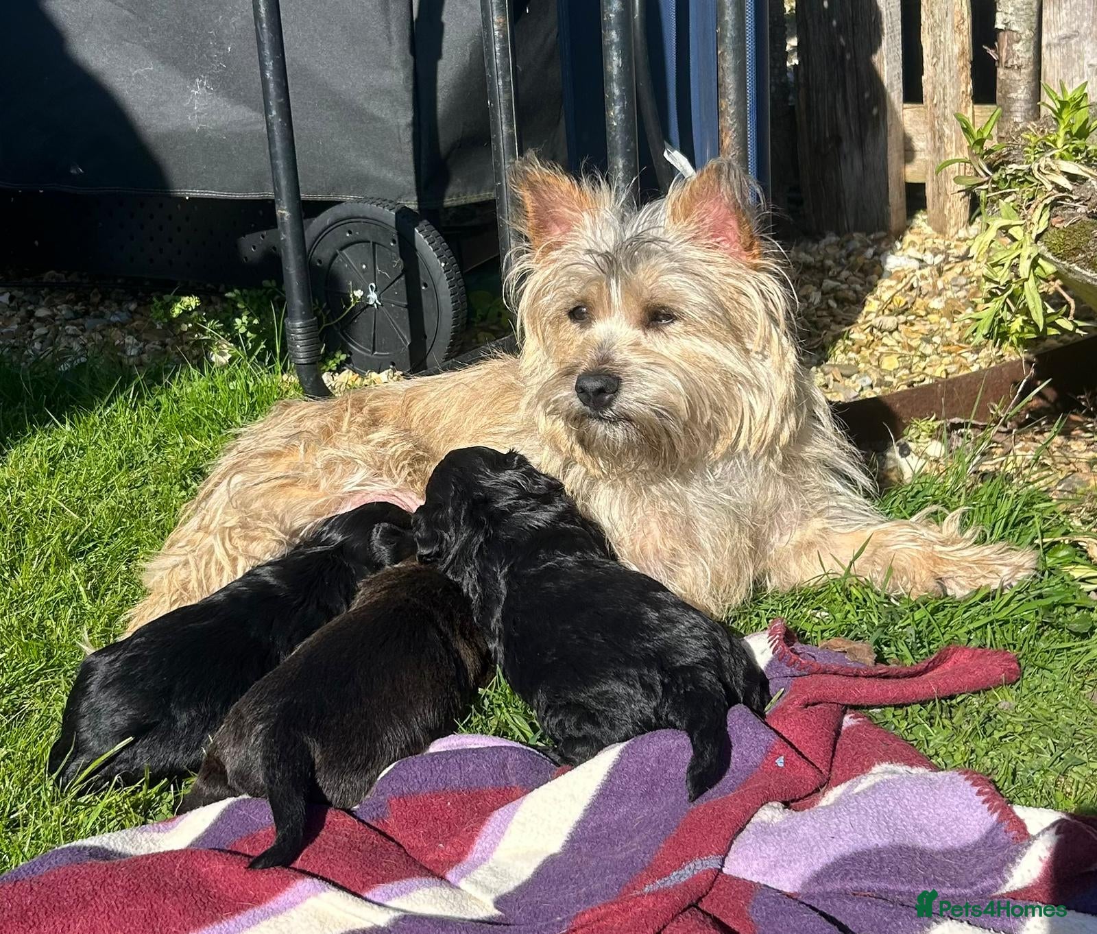 Mixed Breed dogs Cairncapoo Puppies  - Advert 3