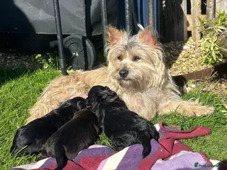 Mixed Breed dogs Cairncapoo Puppies - Advert 3