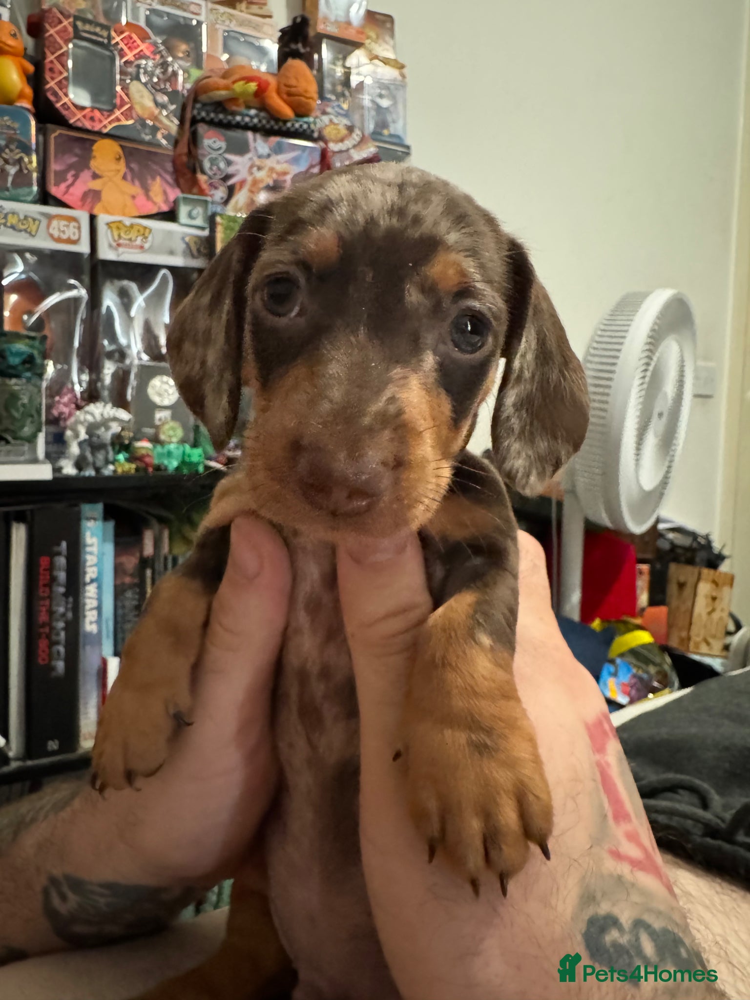 Miniature Dachshund dogs Last 2 Beautiful Pedigree Miniature Dachshunds  - Advert 9