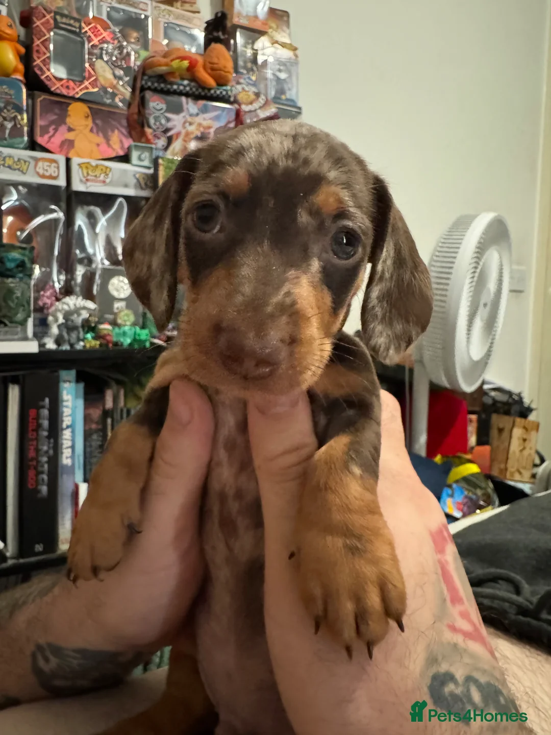 Miniature Dachshund dogs for sale: Last 2 Beautiful Pedigree Miniature Dachshunds  - Advert 1