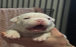 American Bulldog dogs for sale: Pocket bully’s  - Advert 4