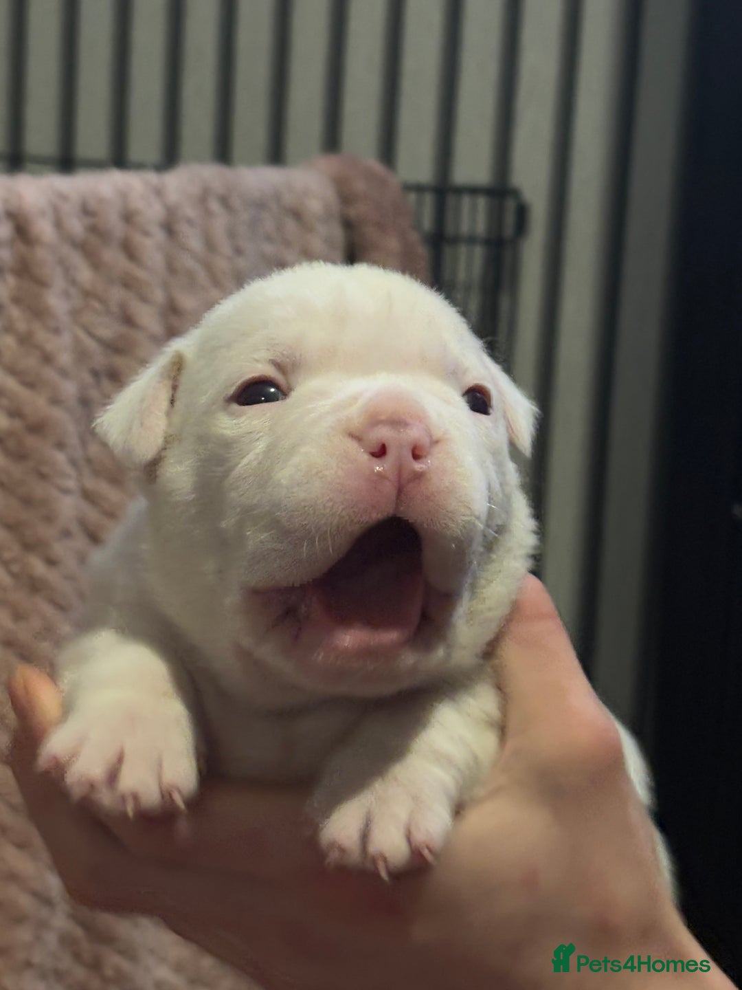 American Bulldog dogs for sale: Pocket bully’s  - Advert 4