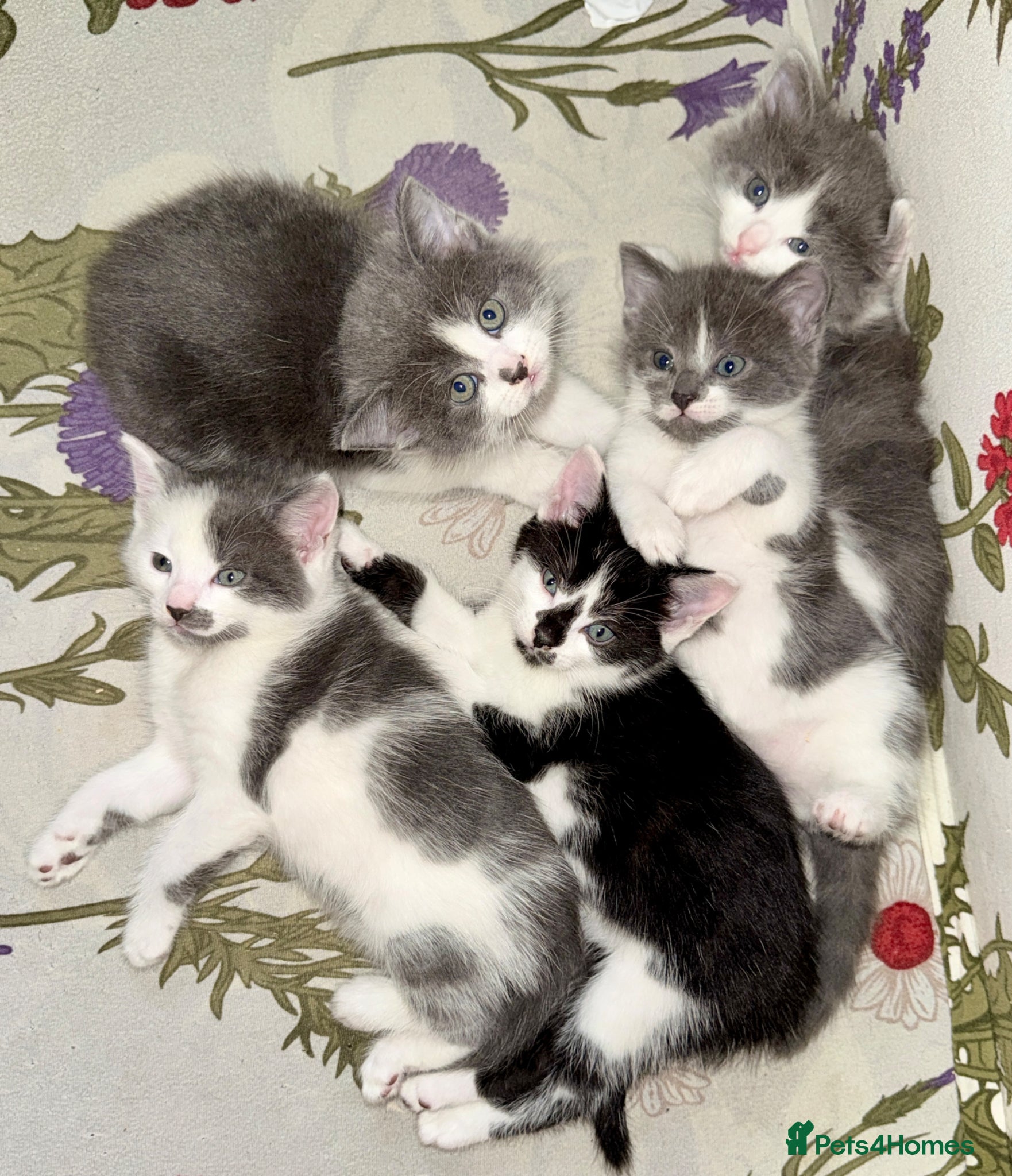 Mixed Breed cats 5 Beautiful Kittens for Sale - Advert 1