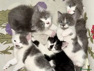 Mixed Breed cats ⭐️5 Beautiful Kittens for Sale⭐️ - Advert 2