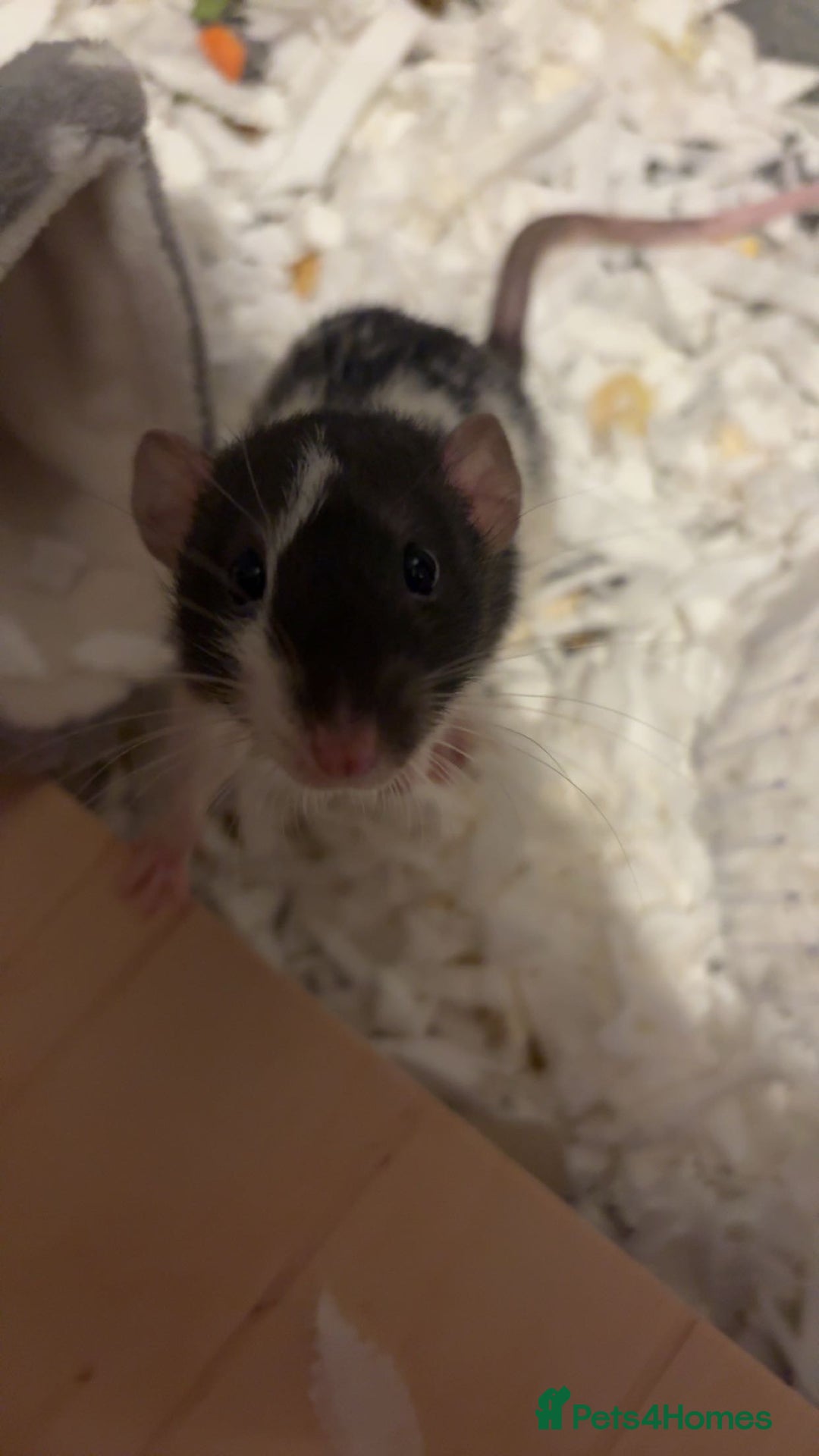 Rat rodents for sale: 2 male dumbo rats need rehoming!! - Image 9