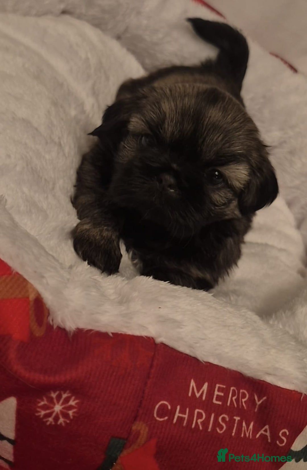 Shih Tzu dogs for sale: Imperial Shih Tzu- 1 beautiful girl❤️  - Advert 22