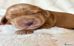 Cocker Spaniel dogs for sale: KC Reg Fully Health Tested Showline Cocker Spaniel - Image 30