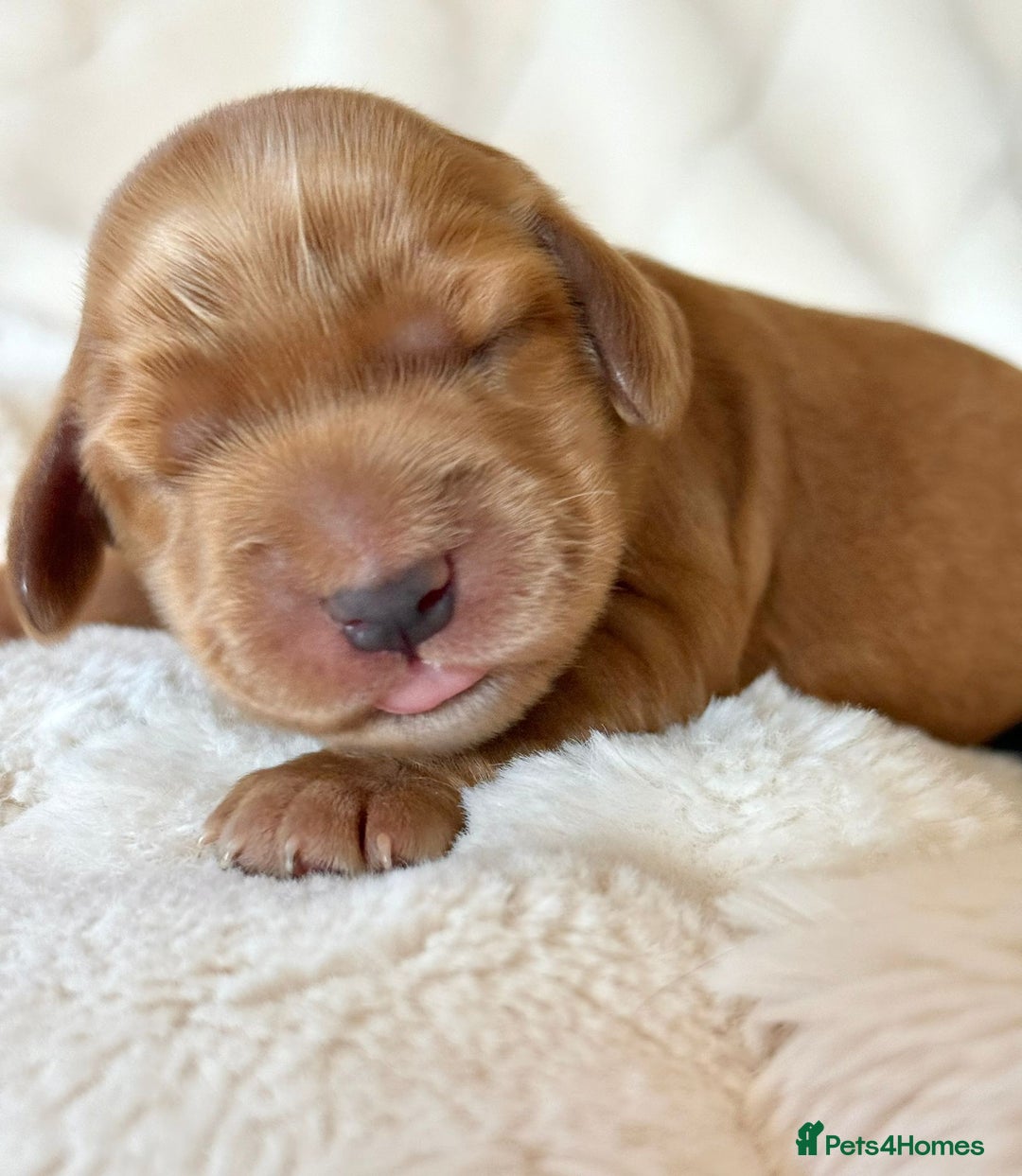 Cocker Spaniel dogs for sale: KC Reg Fully Health Tested Showline Cocker Spaniel - Image 30