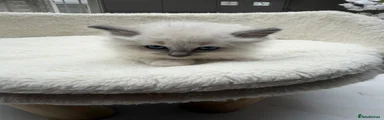 Ragdoll Kitten 3