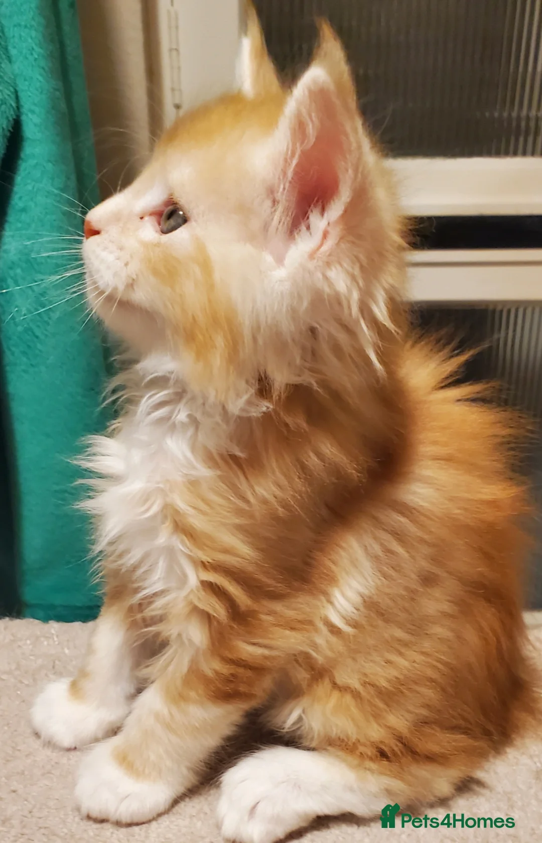 Maine Coon cats for sale: GOURGEOUS XXL MAINE COON KITTENS!!! - Advert 11