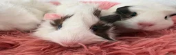 Guinea Pig rodents for sale: Guinea pigs  - Advert 13