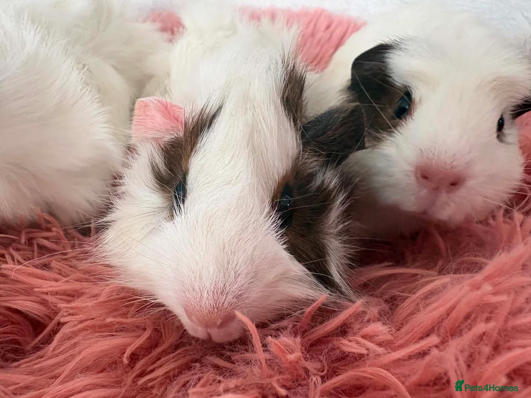 Guinea Pig rodents for sale: Guinea pigs  - Advert 13