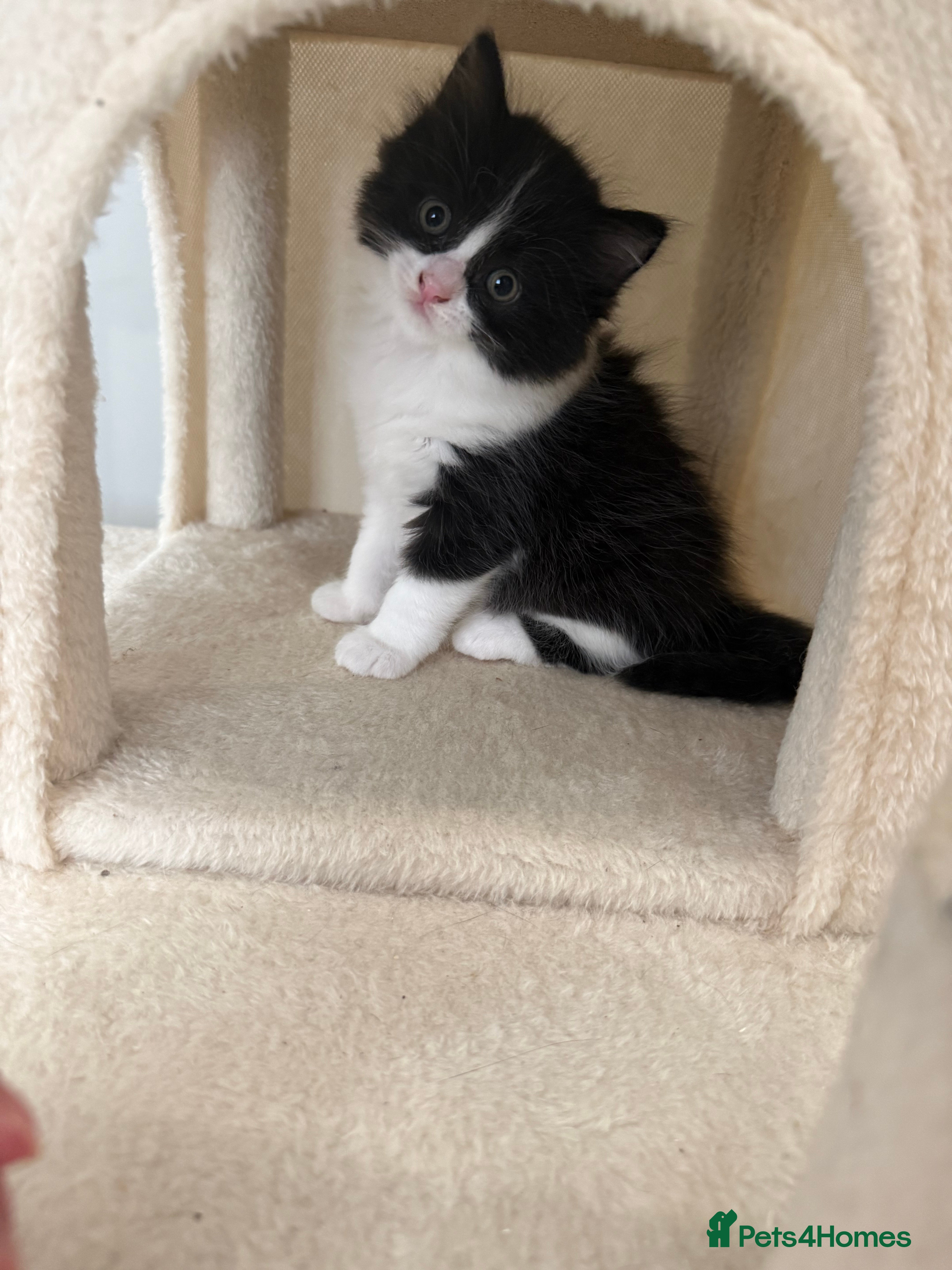 British Shorthair cats Beautiful mixed breed kittens  - Advert 2