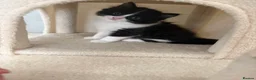 British Shorthair cats for sale: Beautiful mixed breed kittens  - Advert 2