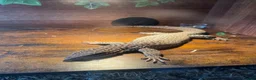 Monitor reptiles for sale: Male ackie monitor called jax 2years old - Advert 2
