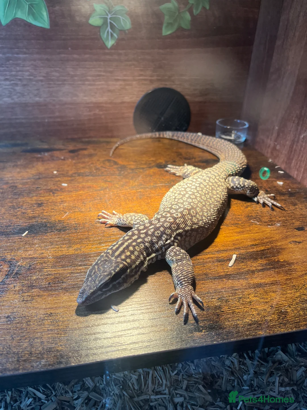 Monitor reptiles for sale: Male ackie monitor called jax 2years old - Advert 2