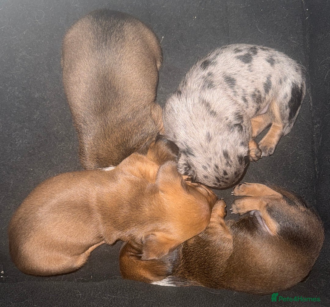Miniature Dachshund dogs for sale: 2 handsome miniature dachshund puppies  - Advert 7