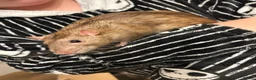 Rat rodents for sale: Two male rats with full set up 🙂 - Advert 6