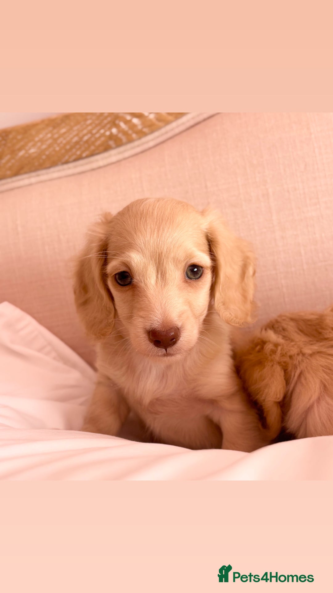 Miniature Dachshund dogs for sale: KC 🐶 Miniature Long Haired Cream Dachshund 🐶  - Advert 17