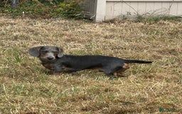 Dachshund dogs for stud: Standard Wire-haired Dachshund for stud - Image 10
