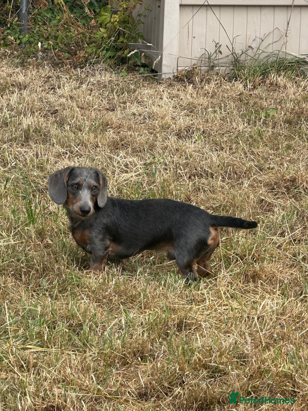 Dachshund dogs for stud: Standard Wire-haired Dachshund for stud - Image 10