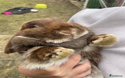 Dwarf Lop rabbits for sale: Rabbits for rehoming  - Image 4