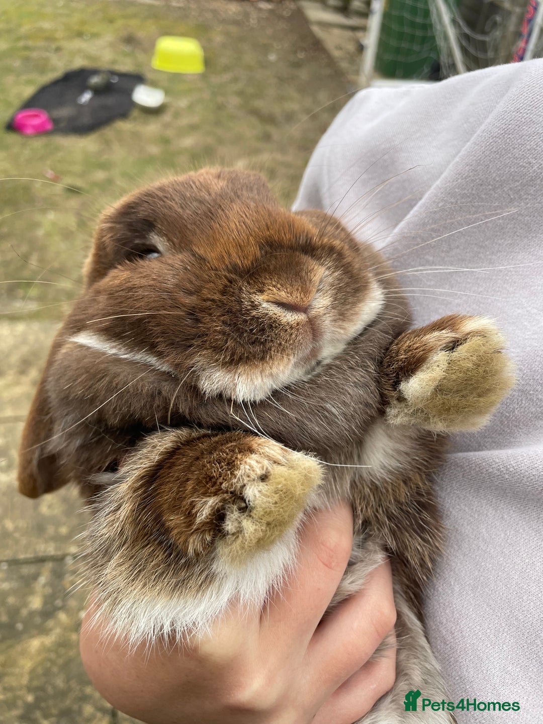 Dwarf Lop rabbits for sale: Rabbits for rehoming  - Image 4