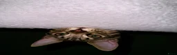 Bengal cats for sale: Apollo - Advert 9