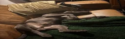 Staffordshire Bull Terrier dogs for stud: For Stud in Rotherham - Advert 4