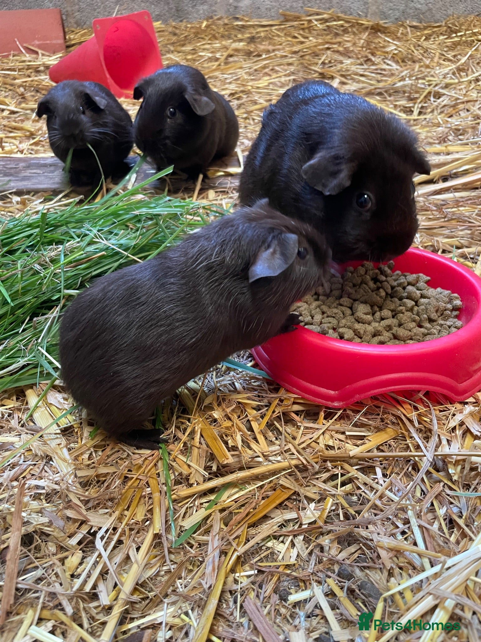 Mixed Breed rodents Black guinea pigs for sale - Advert 7