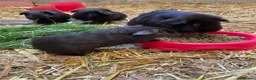 Mixed Breed rodents for sale: Black guinea pigs for sale in Bridgwater - Advert 1