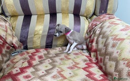 Italian Greyhound dogs for sale: Gorgeous Italian greyhound puppies  - Image 26