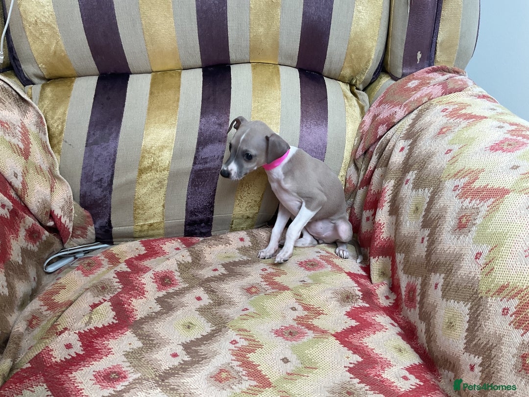 Italian Greyhound dogs for sale: Gorgeous Italian greyhound puppies  - Image 26