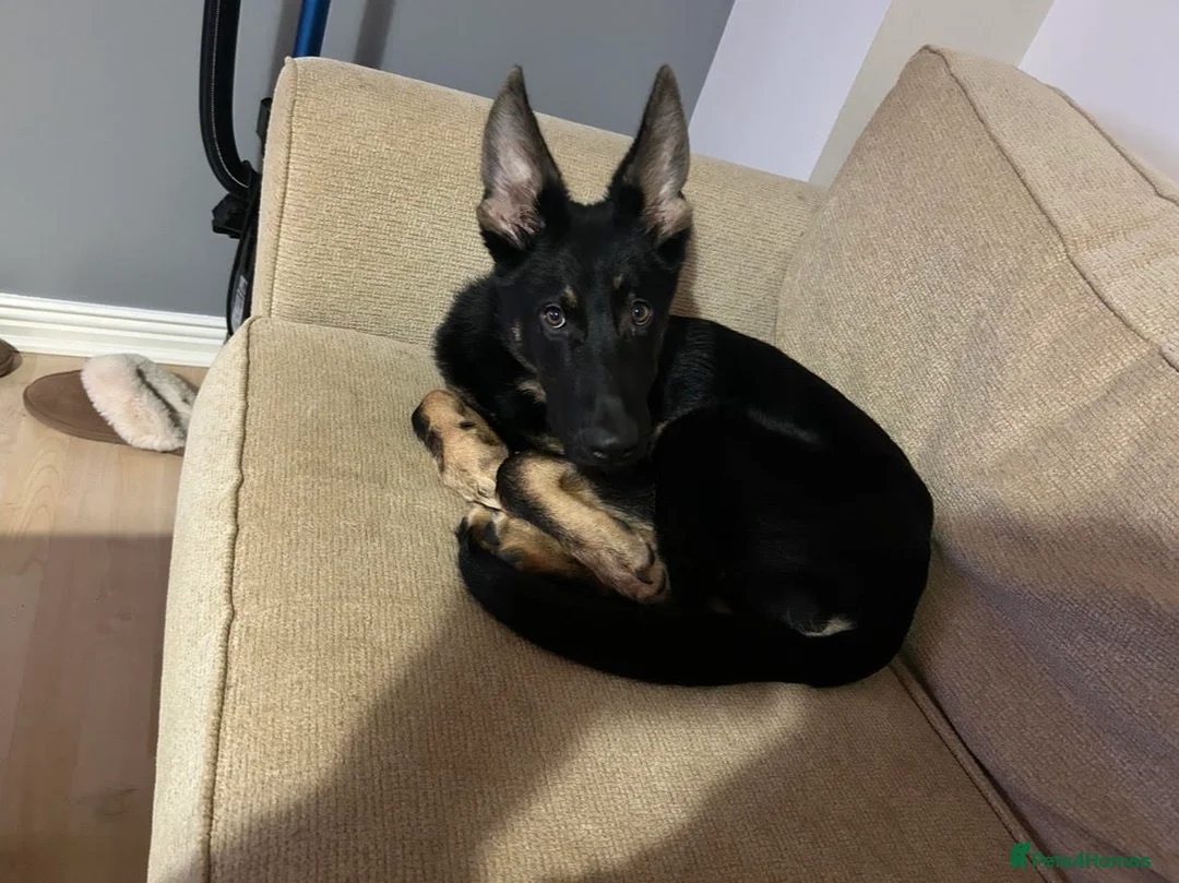 German Shepherd dogs for sale: 7 month old German Shepherd Rehoming - Advert 2