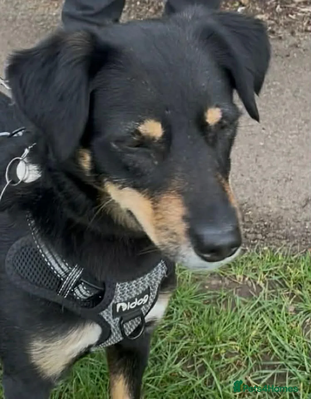 Mixed Breed dogs for adoption: Faith - Advert 2