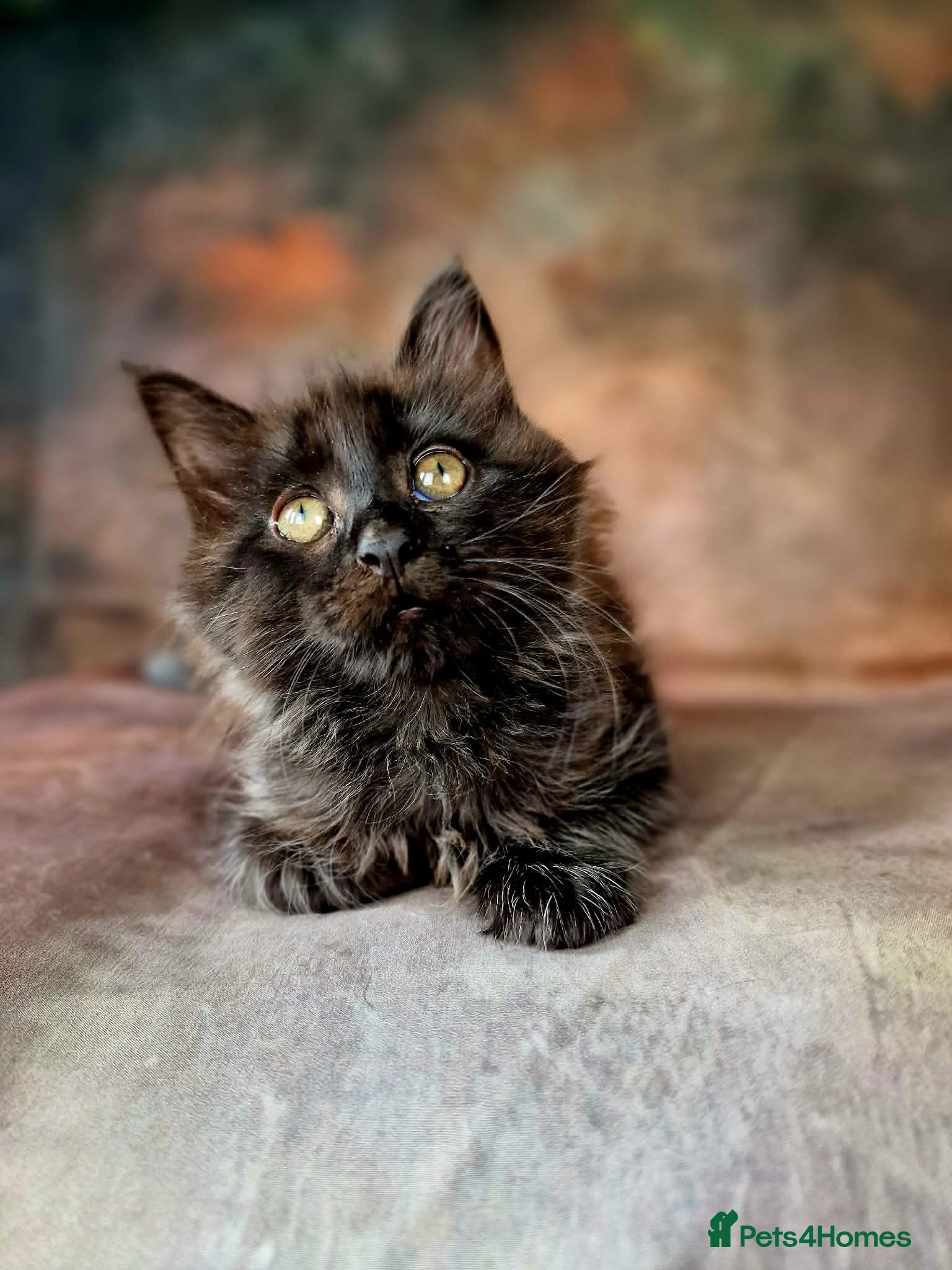 Maine Coon cats Beautiful TICA Registered Maine Coon Kittens - Advert 1