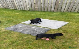 Labrador Retriever dogs for sale: Beautiful Black Labrador Puppies KC Registered  - Image 7