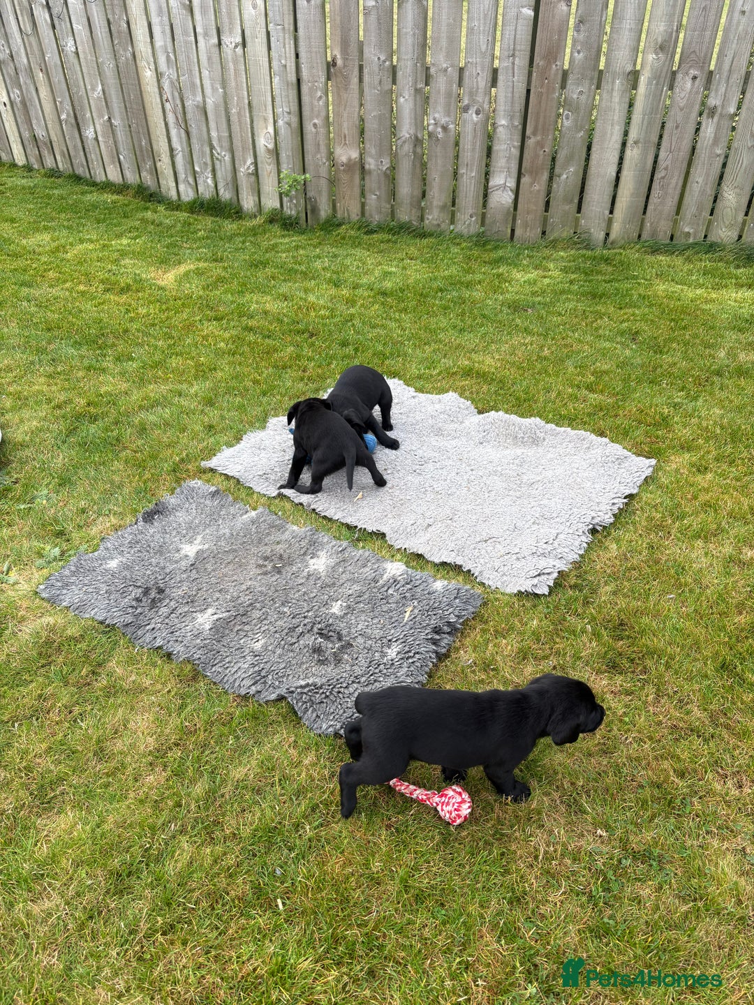 Labrador Retriever dogs for sale: Beautiful Black Labrador Puppies KC Registered  - Image 7