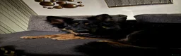 German Shepherd dogs for sale: German shepherd  in Nottingham - Advert 2