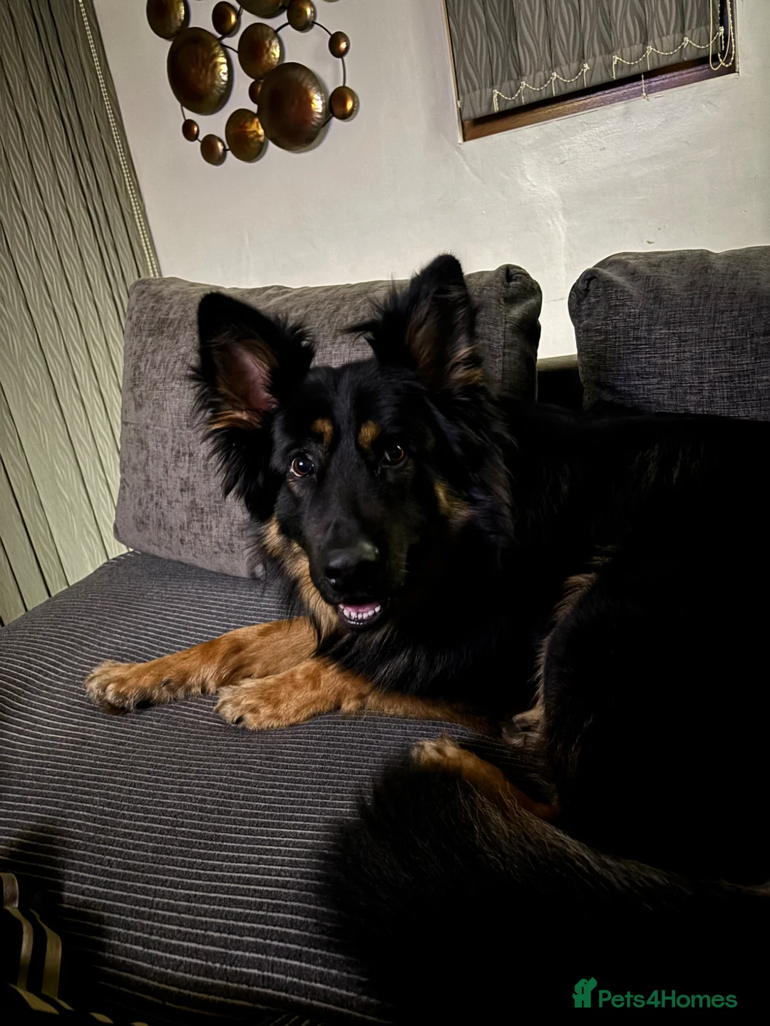 German Shepherd dogs for sale: German shepherd  in Nottingham - Advert 2