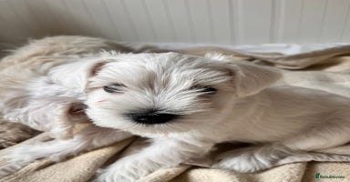 Miniature Schnauzer dogs - Advert 7
