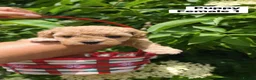 Poochon dogs for sale: Poochon Puppies for Sale - Advert 12