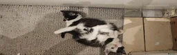 Mixed Breed cats for sale: 3 Fluffy kittens are ready for new homes in Bristol - Advert 6
