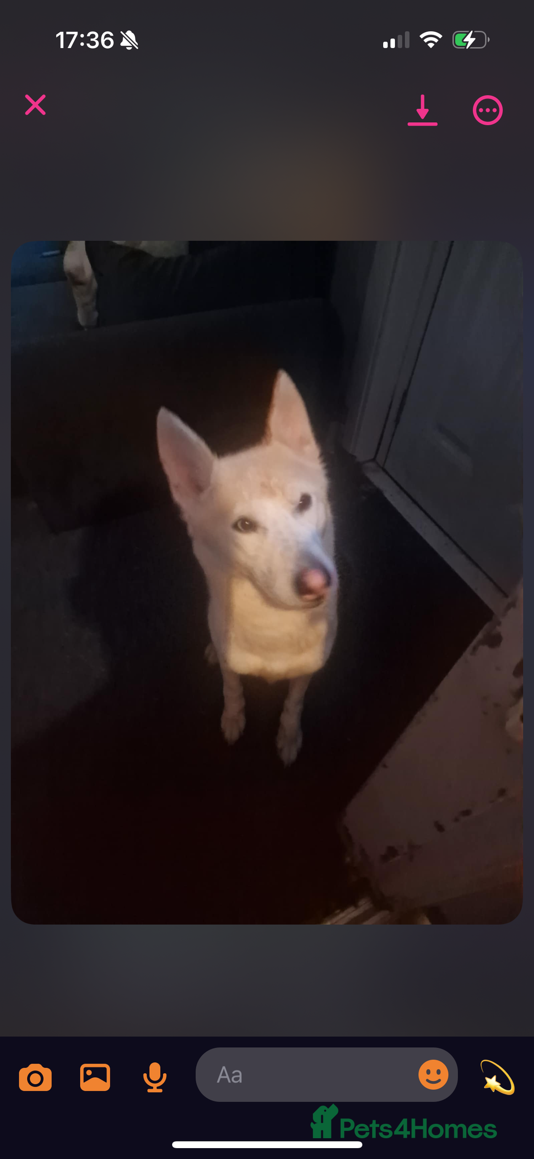 Shepsky dogs for sale:  **  husky’s German shepherd  - Advert 2