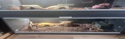 Leopard Gecko reptiles for sale: Complete Leopard Gecko Set Up 3 Viv’s & 4 Gecko’s - Advert 9