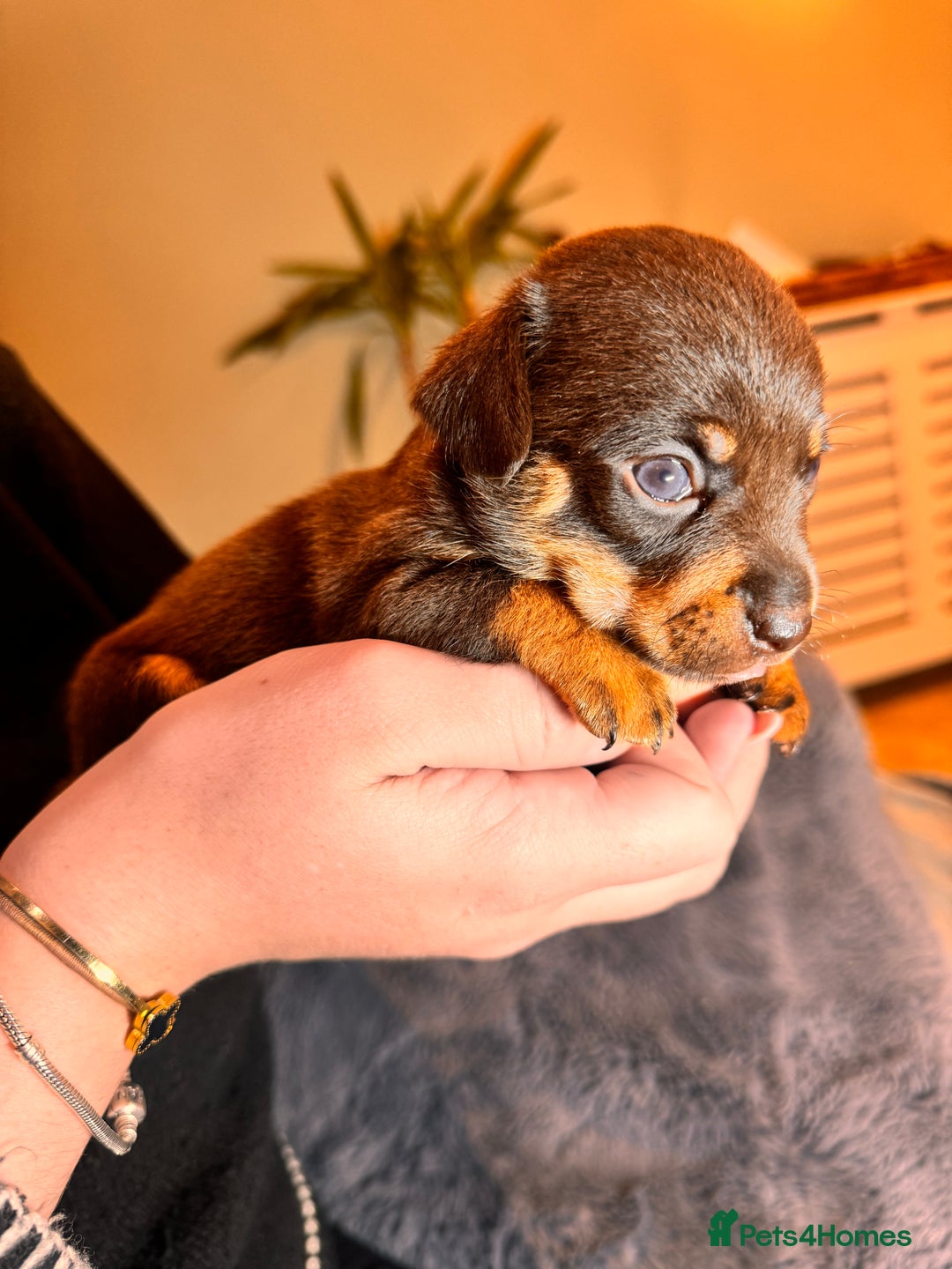 Mixed Breed dogs for sale: Miniature JackChi Puppy’s for sale.  - Image 9