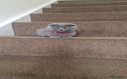 Scottish Fold cats for sale: Scottish & British Kittens for Sale - Image 8